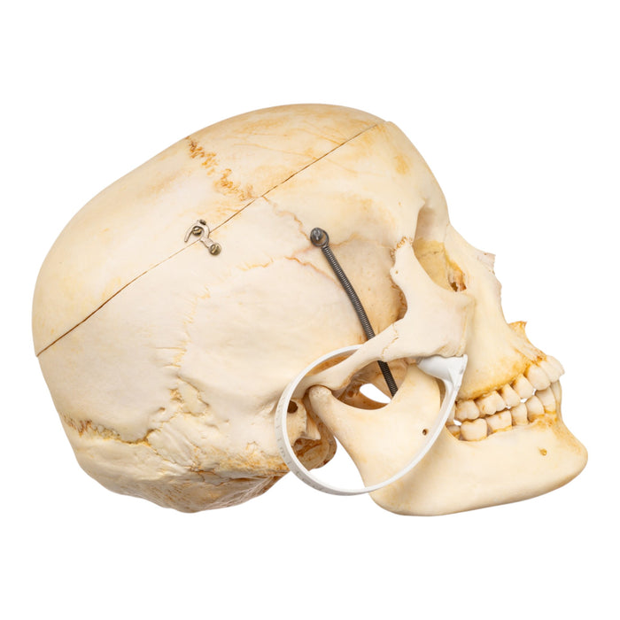 Real Human Skull