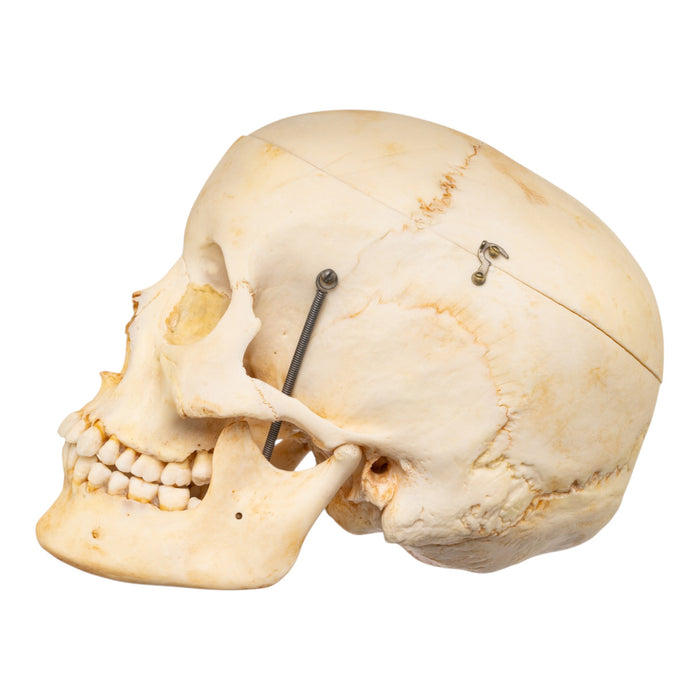 Real Human Skull