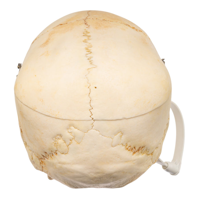 Real Human Skull