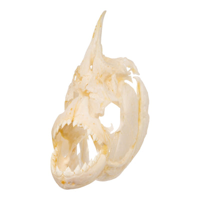Real Black Piranha Skull