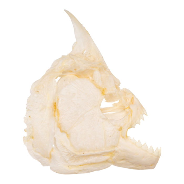 Real Black Piranha Skull