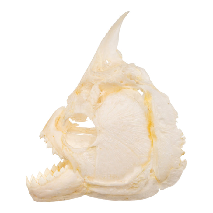Real Black Piranha Skull
