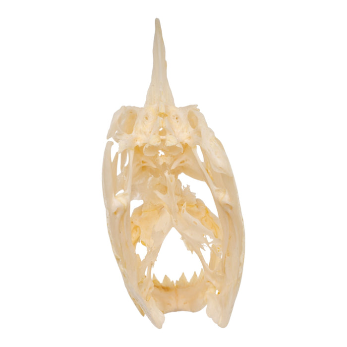 Real Black Piranha Skull