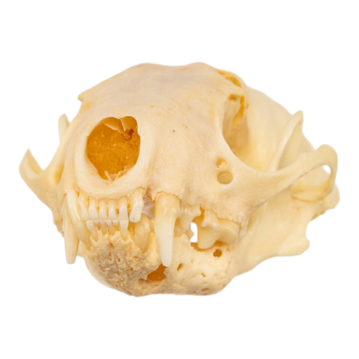 Real Western Spotted Skunk Skull