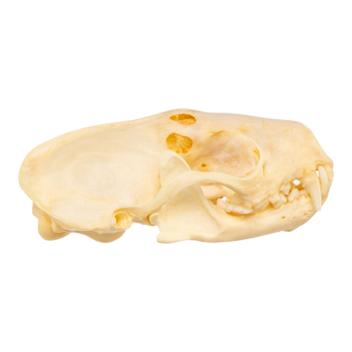 Real Western Spotted Skunk Skull