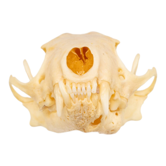 Real Western Spotted Skunk Skull