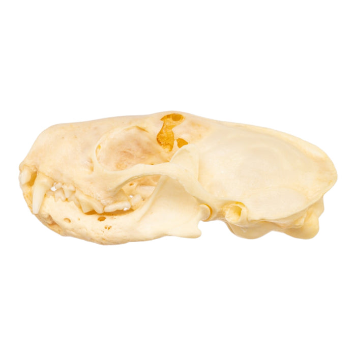 Real Western Spotted Skunk Skull