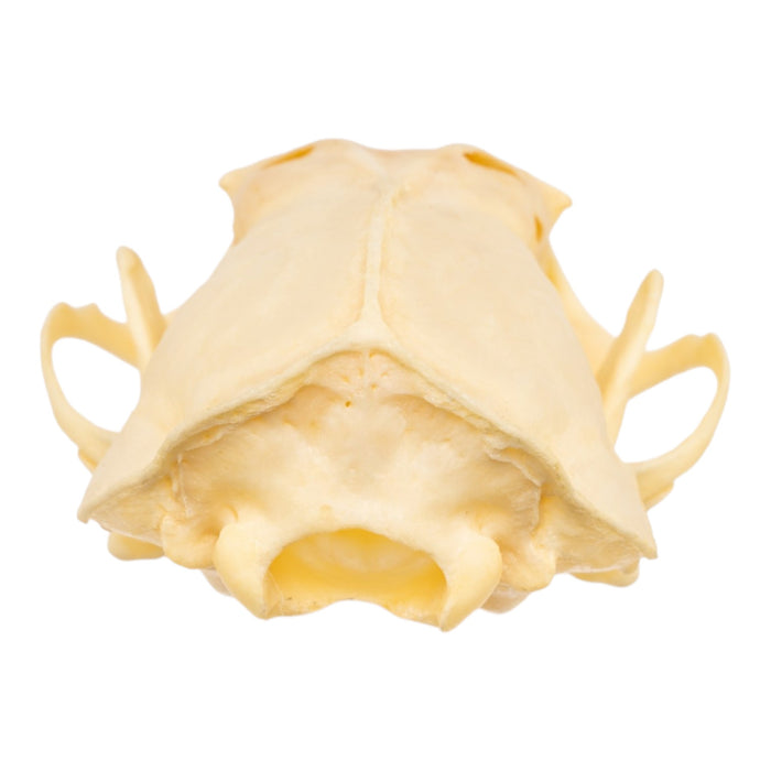 Real Western Spotted Skunk Skull