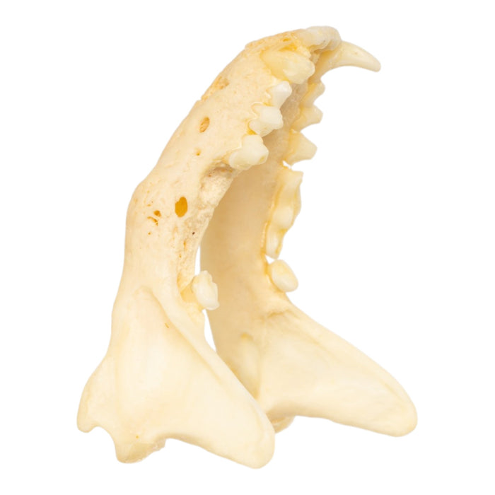 Real Western Spotted Skunk Skull