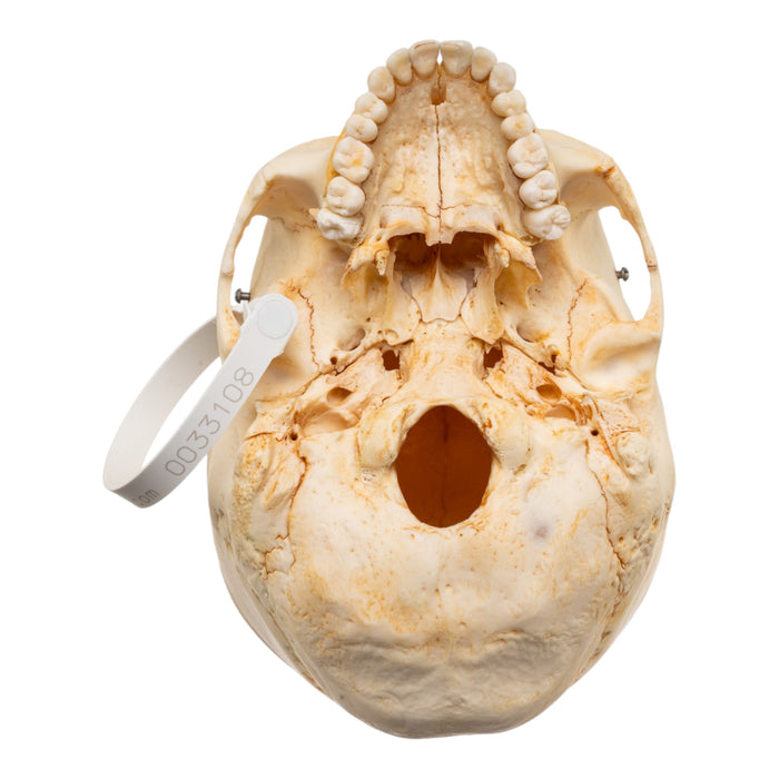 Real Human Skull