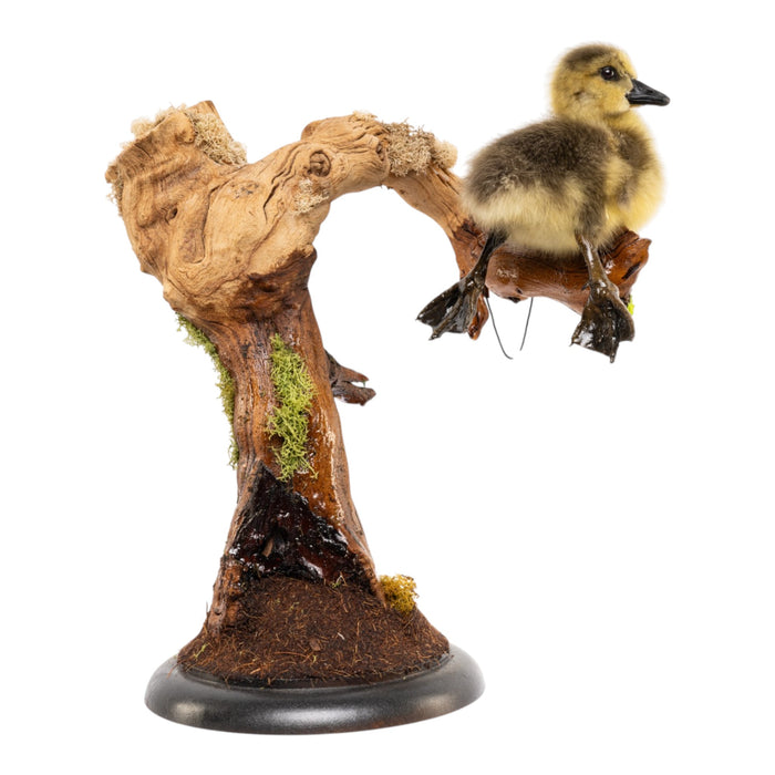 Real Preserved Domestic Goose Taxidermy