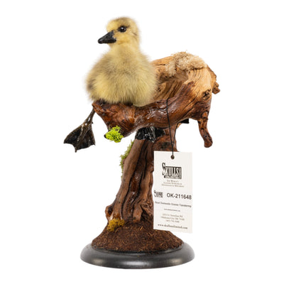 Real Preserved Domestic Goose Taxidermy