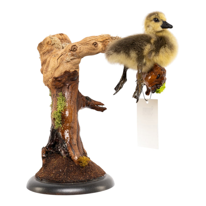 Real Preserved Domestic Goose Taxidermy