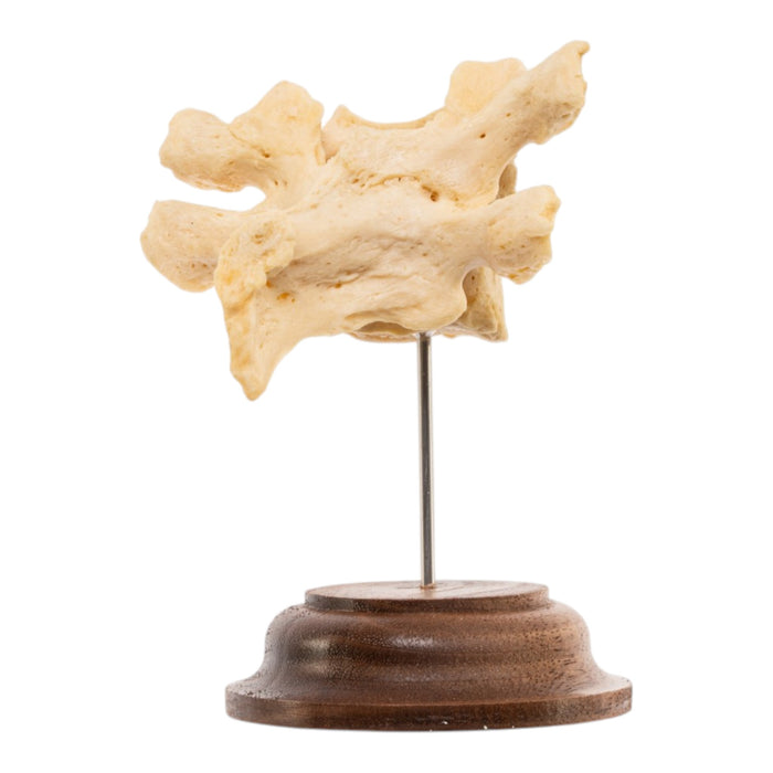 Real Human Thoracic Vertebrae - Fused