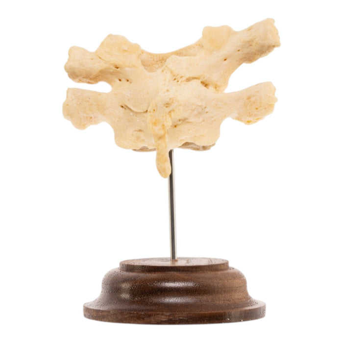 Real Human Thoracic Vertebrae - Fused