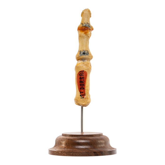 Real Articulated Human Finger - Thumb - Painted