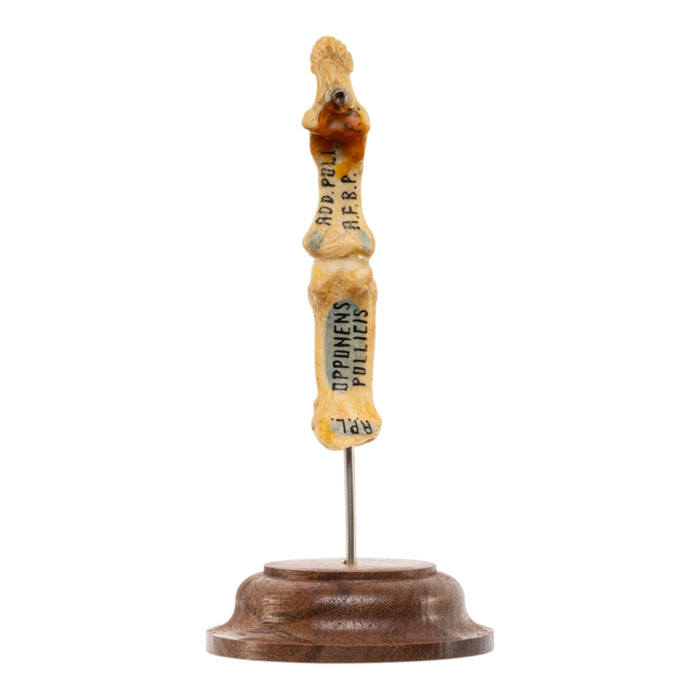 Real Articulated Human Finger - Thumb - Painted