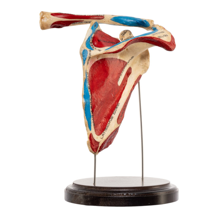 Real Human Scapula and Clavicle