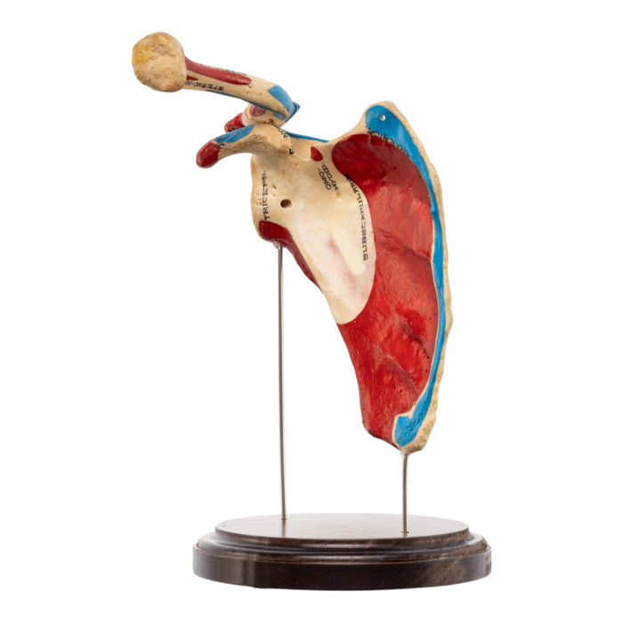 Real Human Scapula and Clavicle