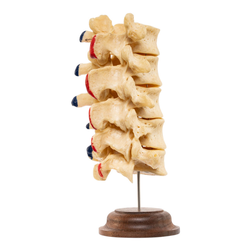 Real Human Lumbar Vertebrae - Painted