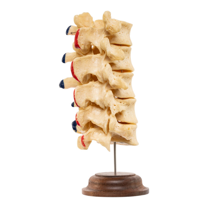 Real Human Lumbar Vertebrae - Painted