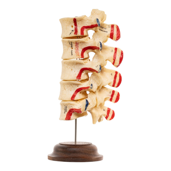 Real Human Lumbar Vertebrae - Painted