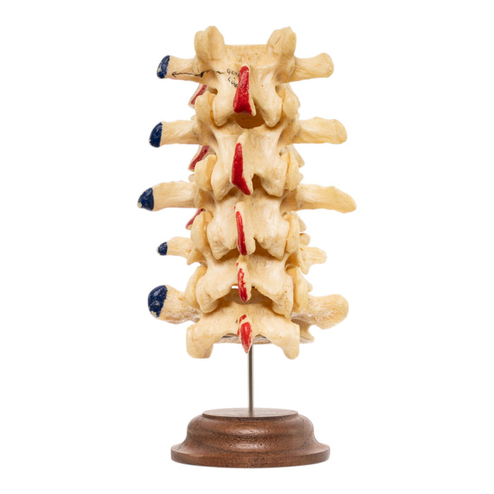 Real Human Lumbar Vertebrae - Painted