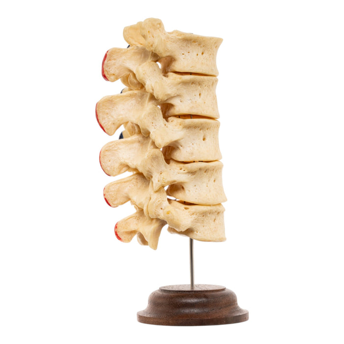 Real Human Lumbar Vertebrae - Painted