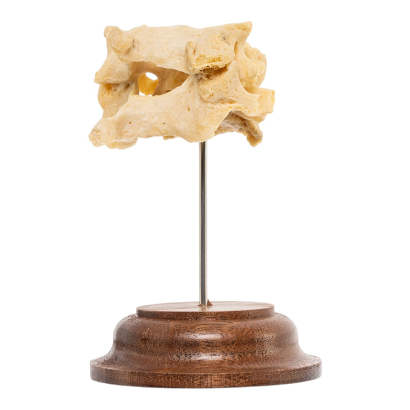 Real Human Cervical Vertebrae - Fused