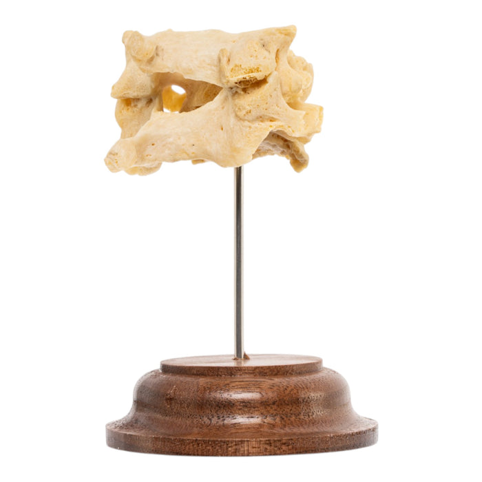 Real Human Cervical Vertebrae - Fused