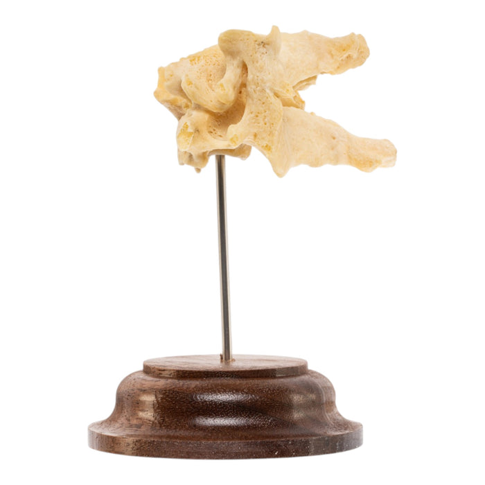 Real Human Cervical Vertebrae - Fused