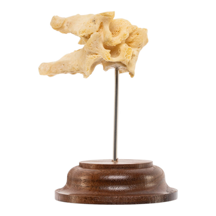 Real Human Cervical Vertebrae - Fused