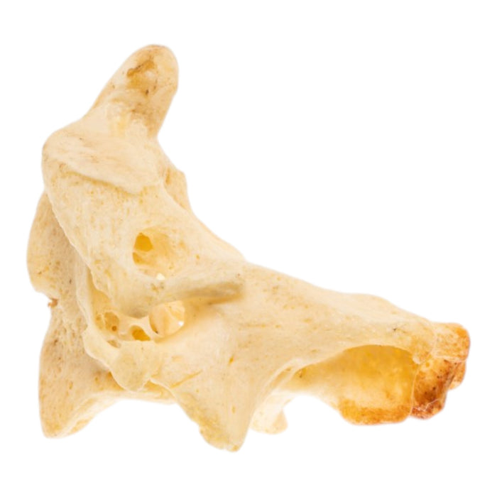 Real Human Cervical Vertebrae with Axis - Fused