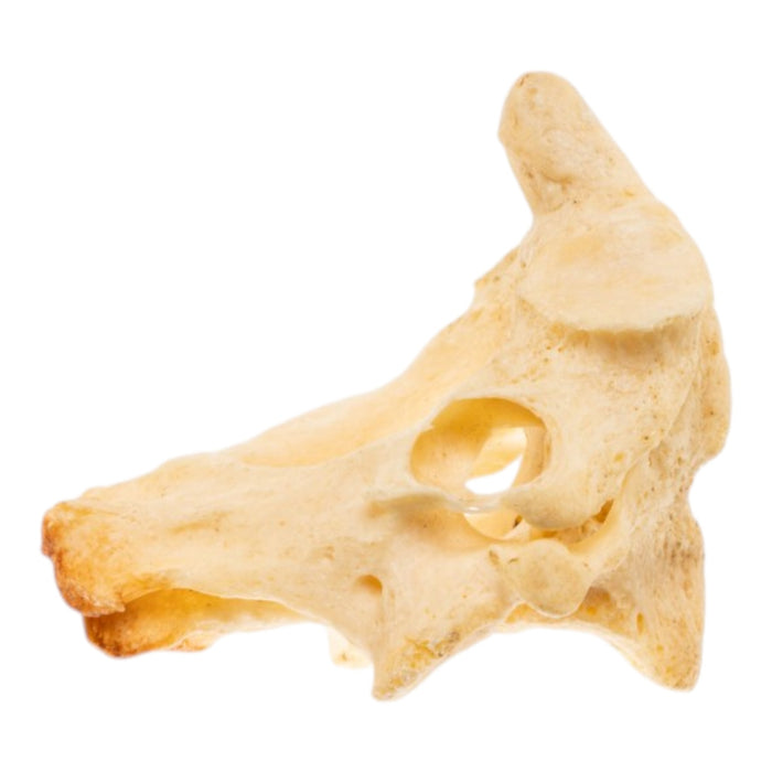 Real Human Cervical Vertebrae with Axis - Fused