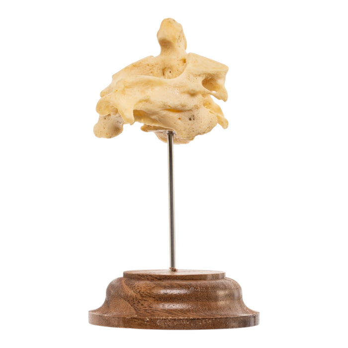 Real Human Cervical Vertebrae with Axis - Fused