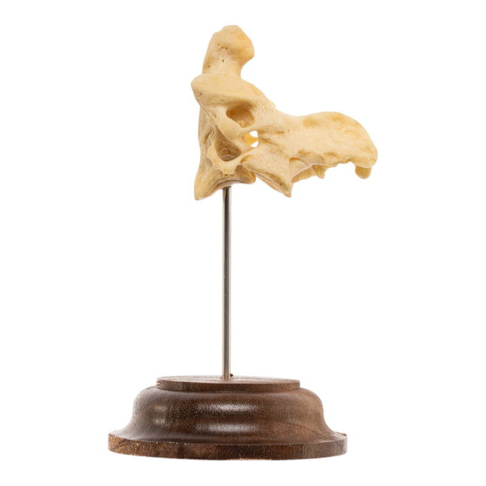 Real Human Cervical Vertebrae with Axis - Fused