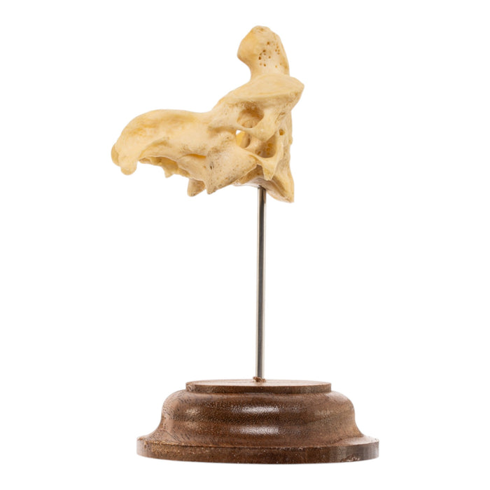 Real Human Cervical Vertebrae with Axis - Fused
