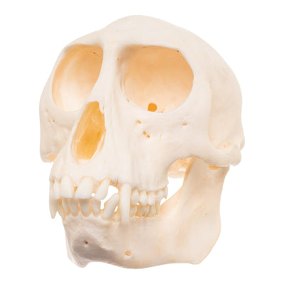 Real Patas Monkey Skull