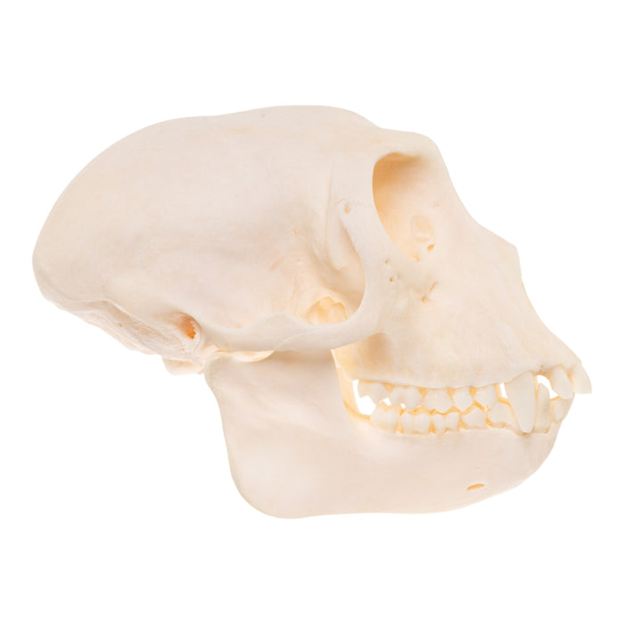 Real Patas Monkey Skull