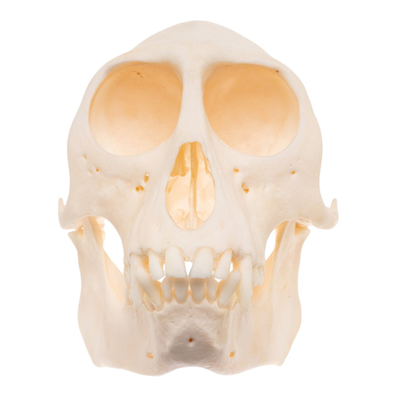 Real Patas Monkey Skull