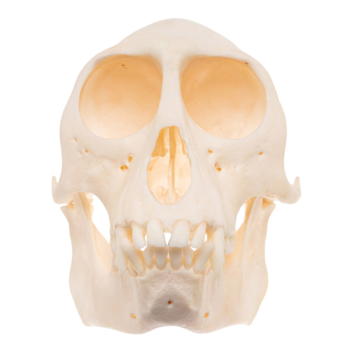 Real Patas Monkey Skull