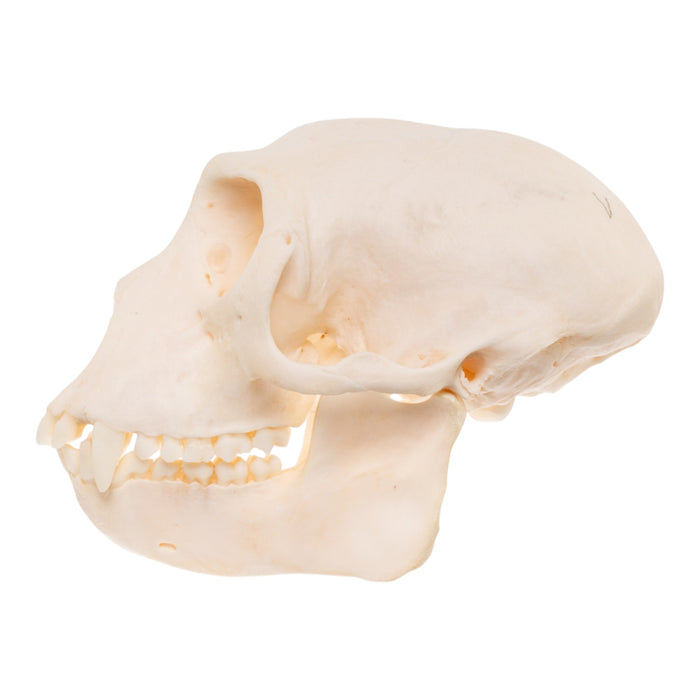 Real Patas Monkey Skull