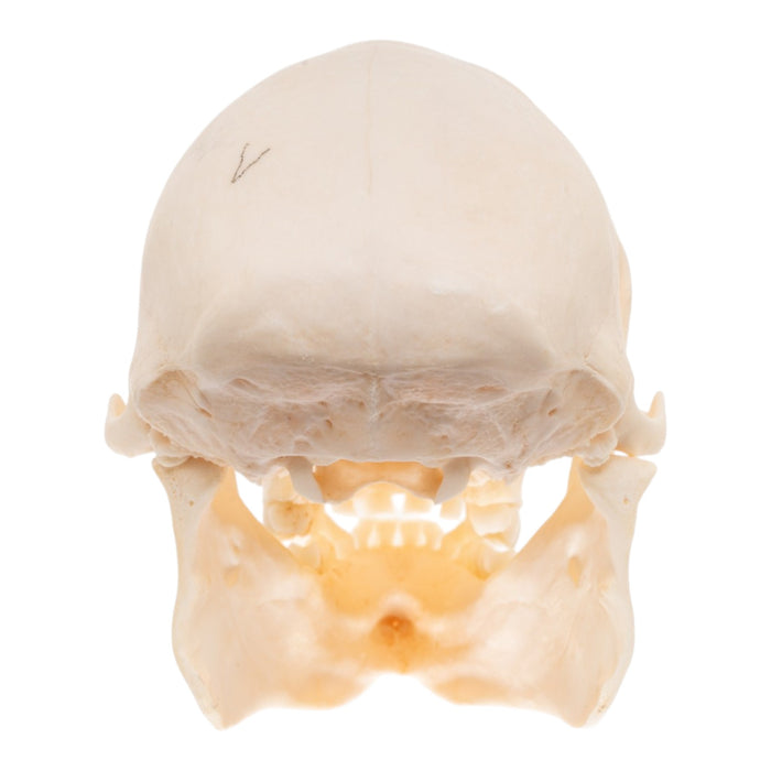 Real Patas Monkey Skull