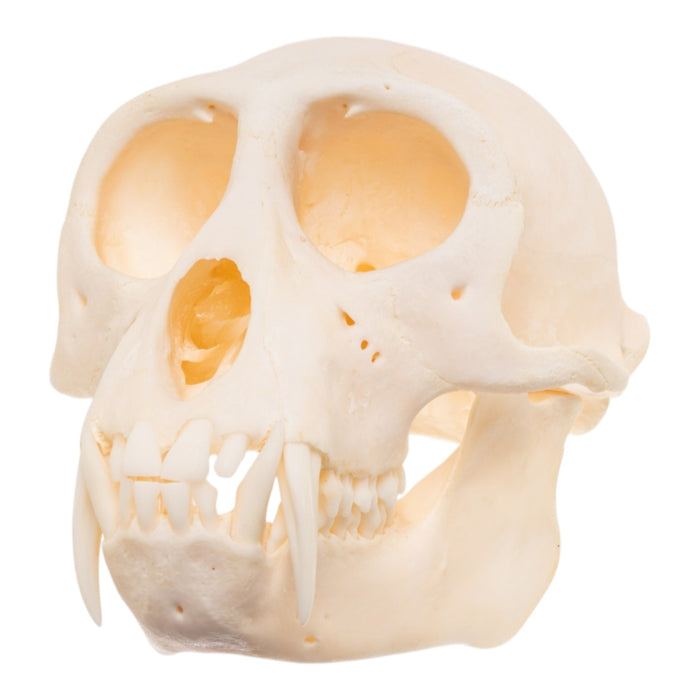 Real Greater Spot-nosed Monkey Skull