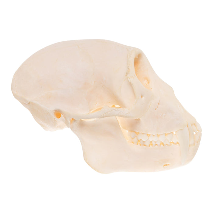 Real Greater Spot-nosed Monkey Skull