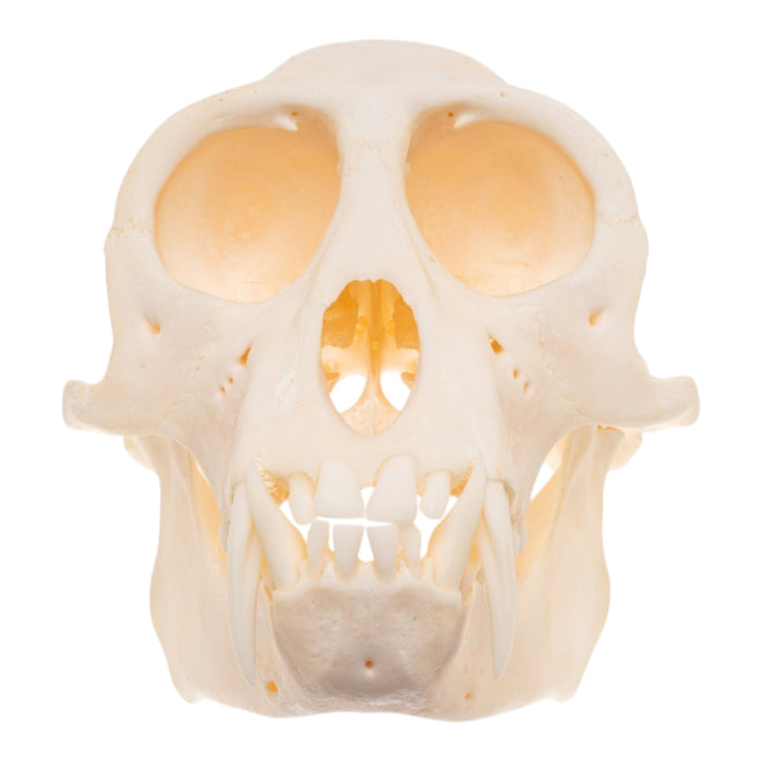 Real Greater Spot-nosed Monkey Skull