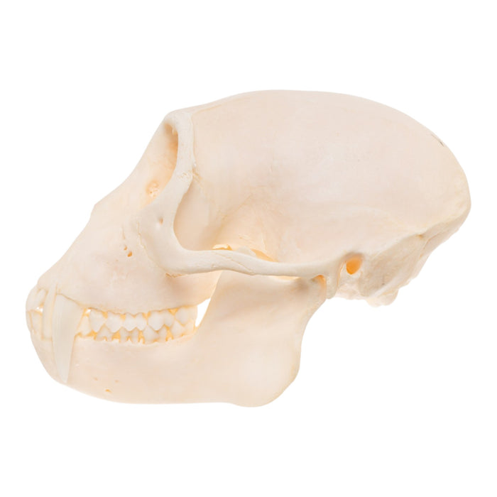 Real Greater Spot-nosed Monkey Skull