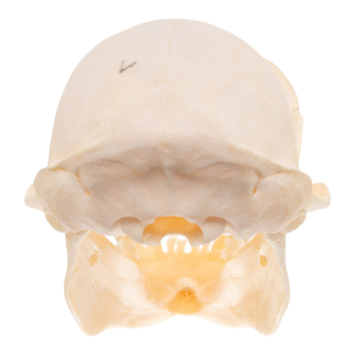 Real Greater Spot-nosed Monkey Skull