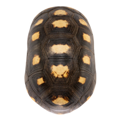 Real Red-footed Tortoise Shell