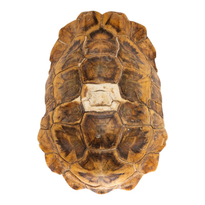Real Home's Hinge-back Tortoise Shell